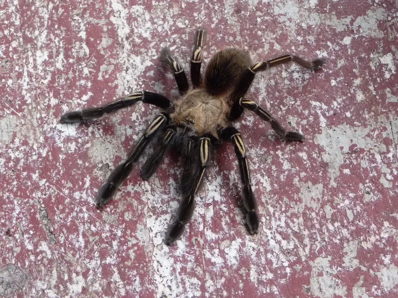 16890 tarantula enclosure