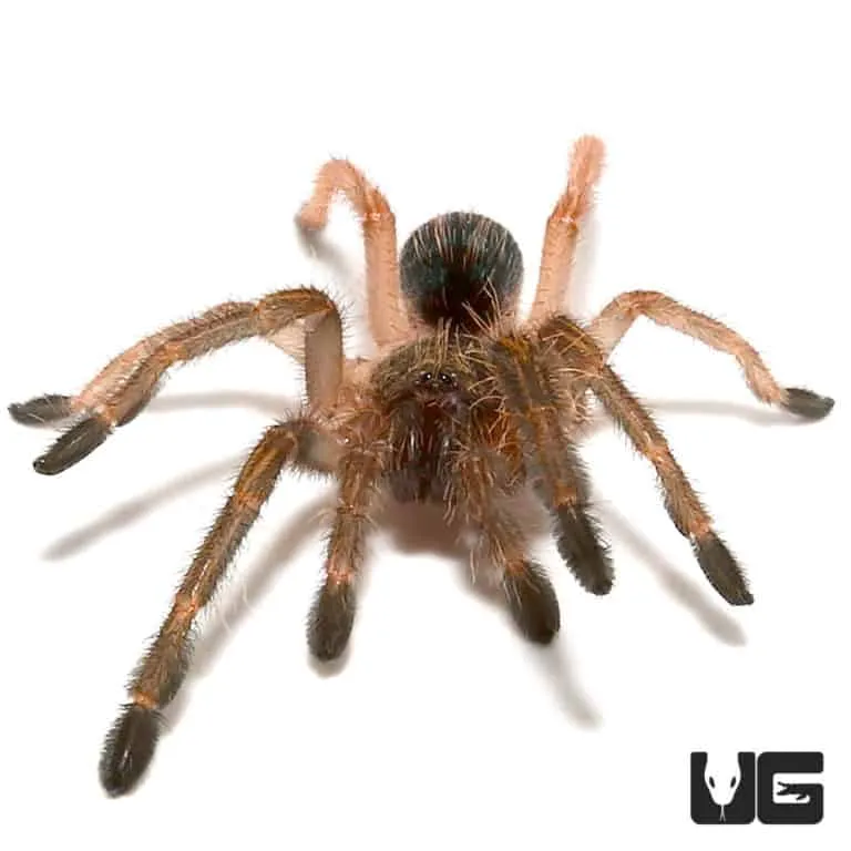 16890 tarantula feeding