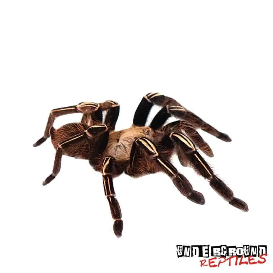 16890 tarantula handling