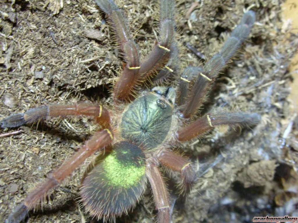 /img/16890-tarantula-health.webp