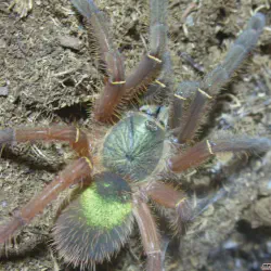 /img/16890-tarantula-health.webp