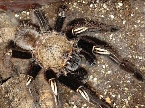 16890 tarantula substrate