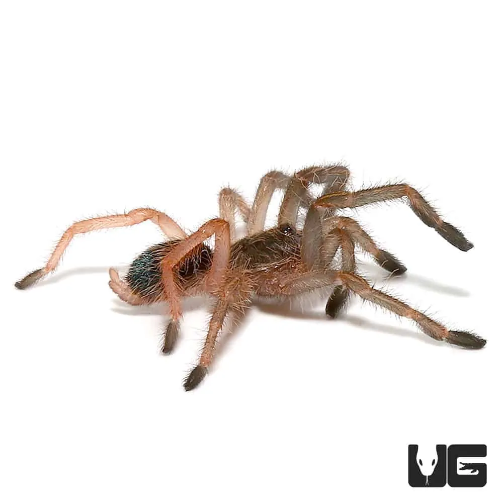 16890 tarantula water