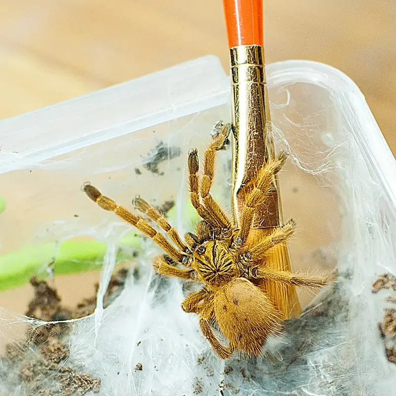 16893 orange baboon tarantula bite