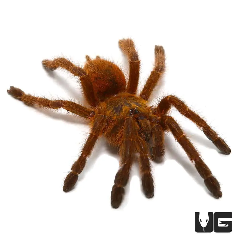 16893 orange baboon tarantula handling