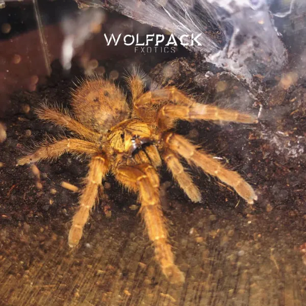 16893 orange baboon tarantula pose