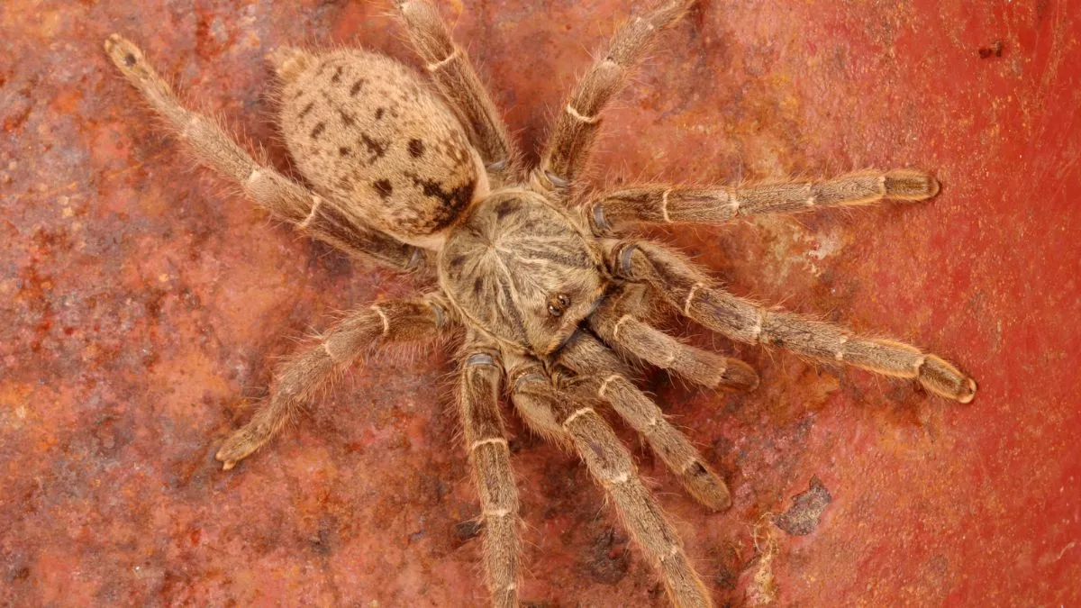 /img/16893-orange-baboon-tarantula-warning.webp