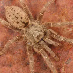 /img/16893-orange-baboon-tarantula-warning.webp