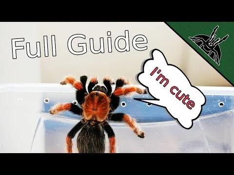 16894 advanced tarantula