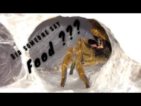 16894 intermediate tarantula