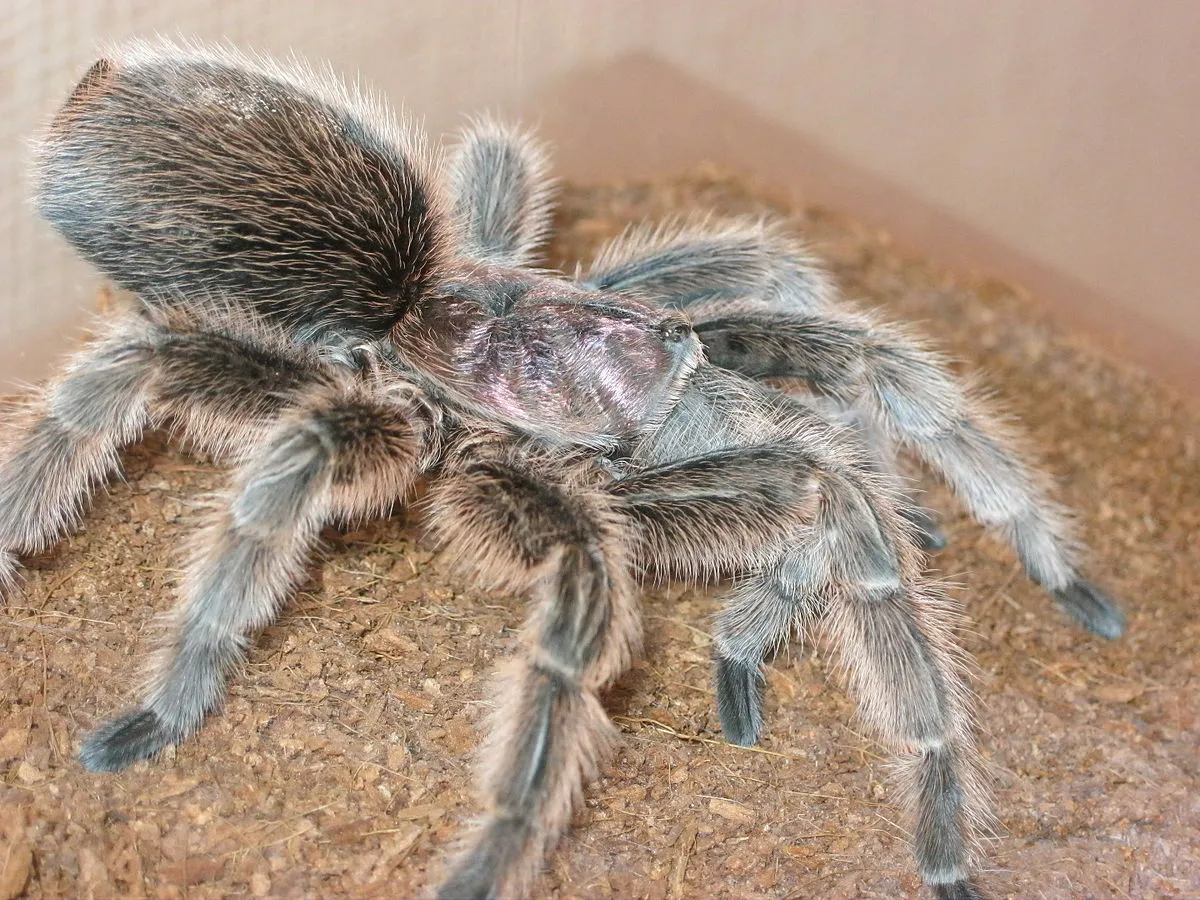 16895 feeding tarantula cricket