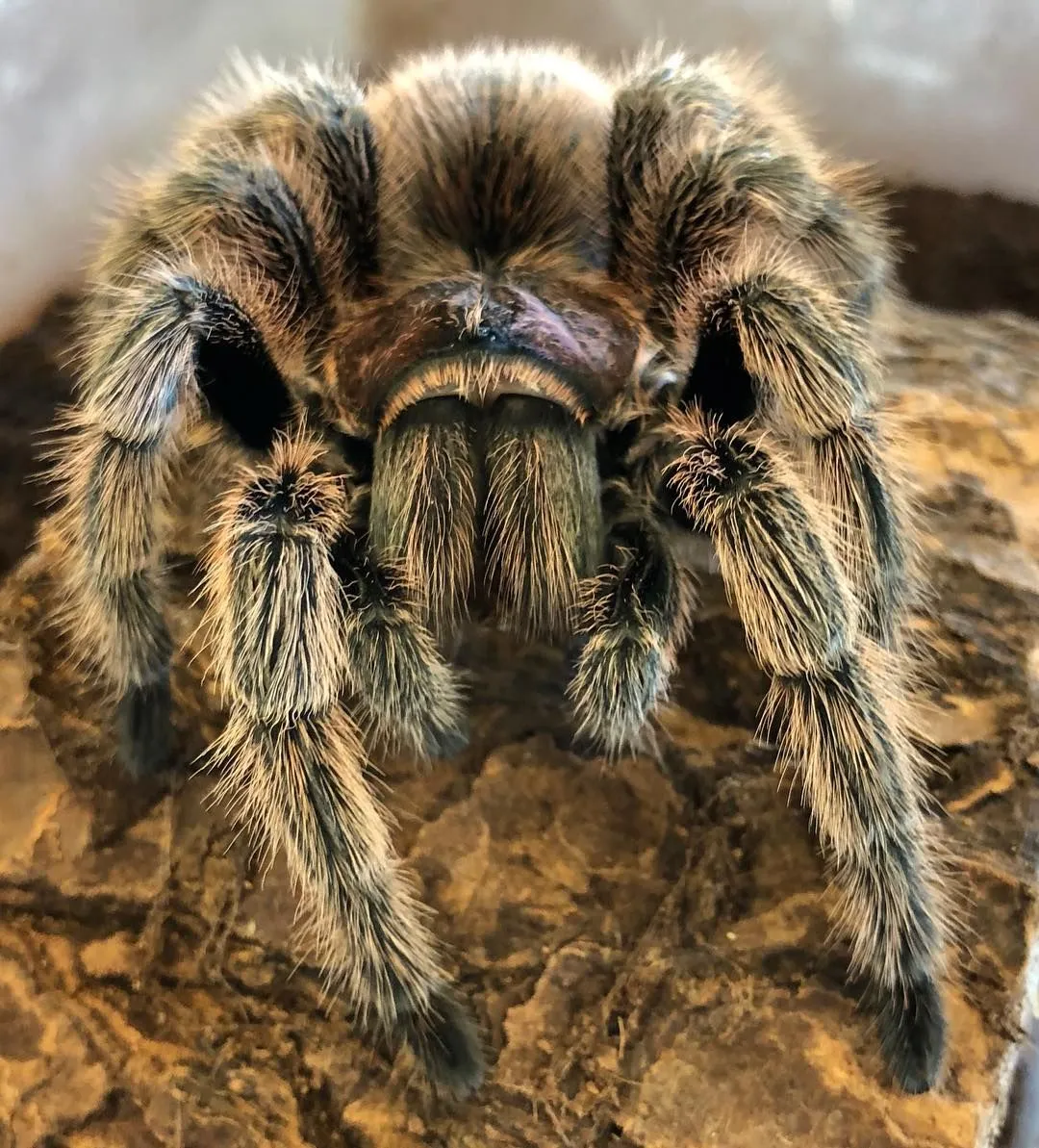 16895 healthy rose hair tarantula
