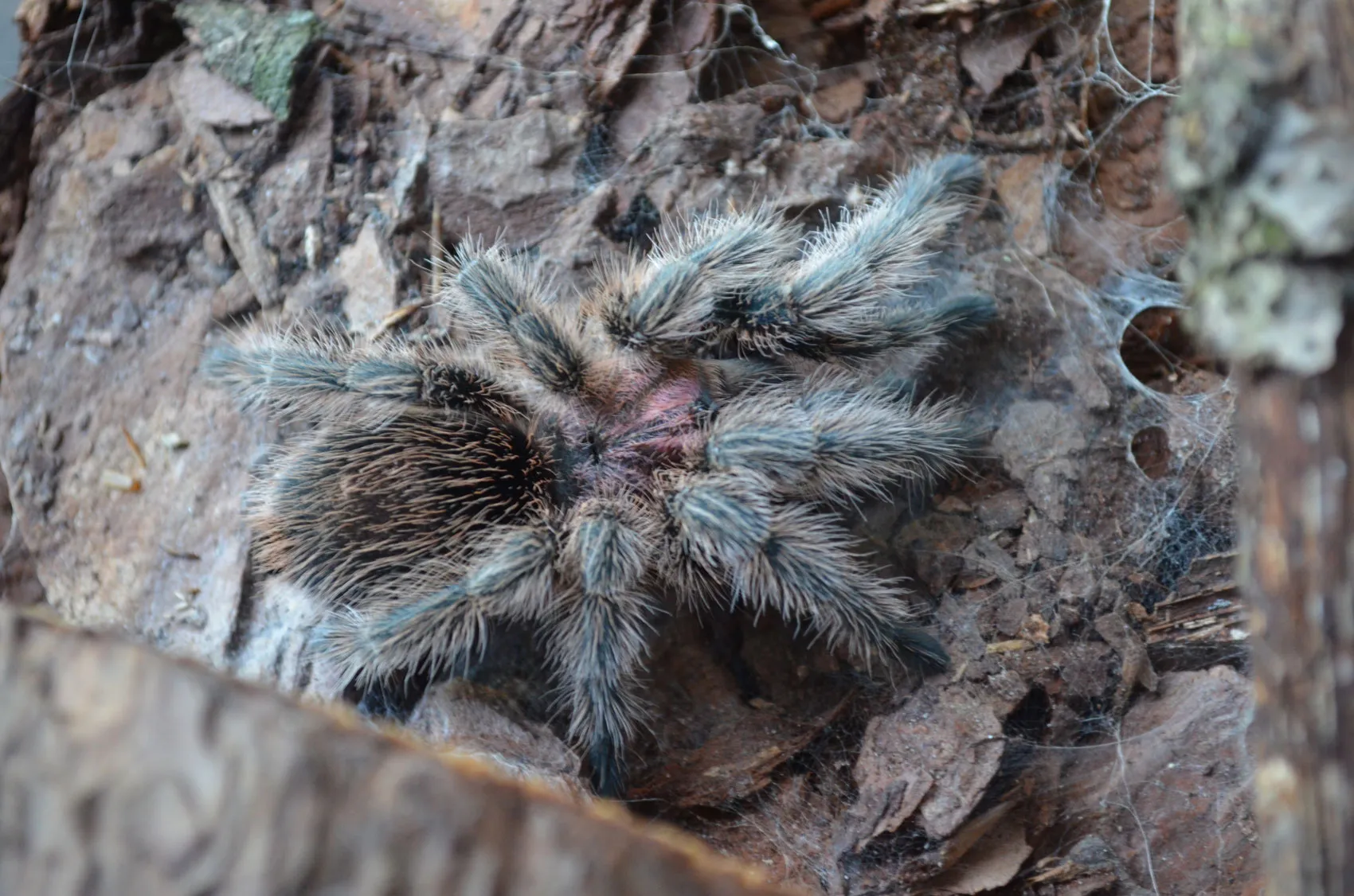 16895 rose hair tarantula close up