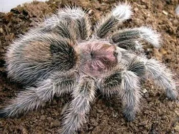 16895 rose hair tarantula in habitat