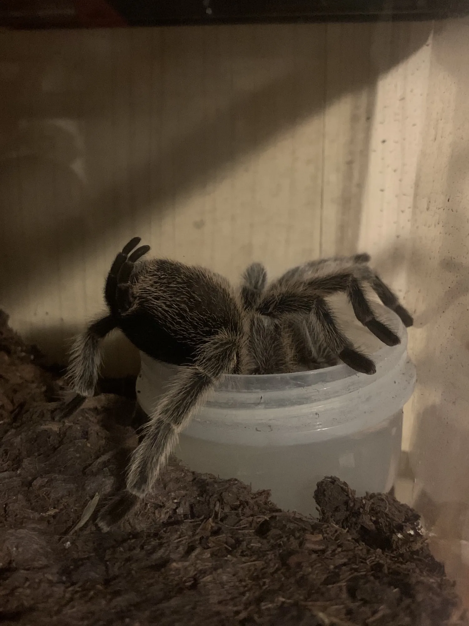 /img/16895-tarantula-breeding-setup.webp