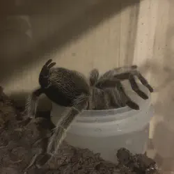 /img/16895-tarantula-breeding-setup.webp