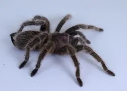 16895 tarantula enclosure setup