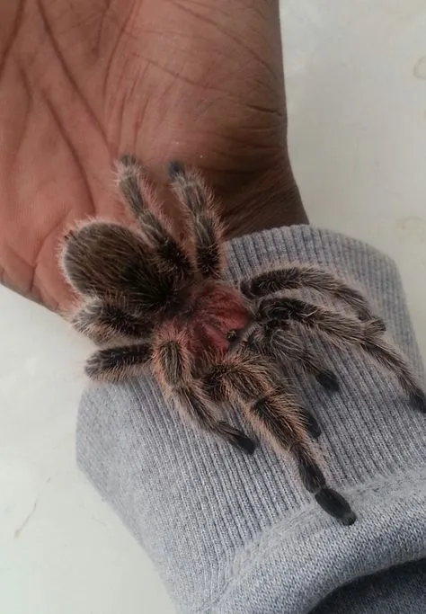 16895 tarantula handling safety