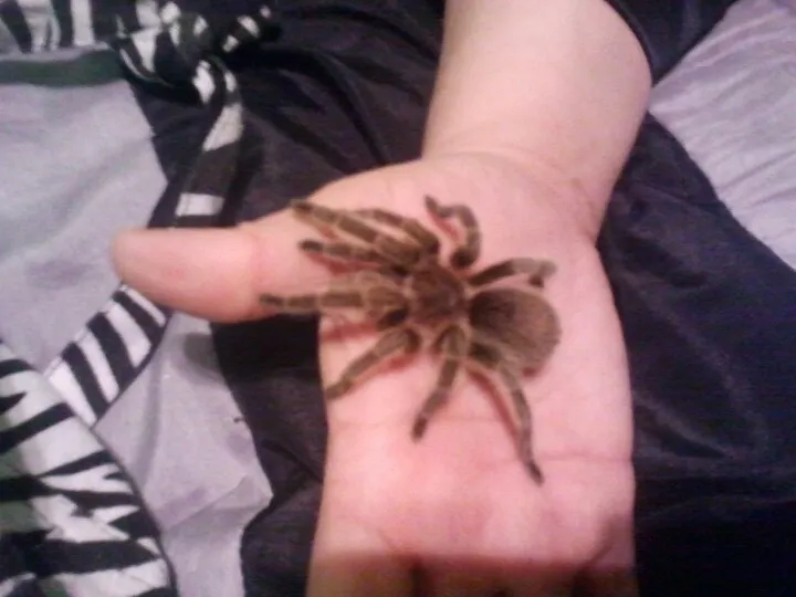 16895 tarantula molting process