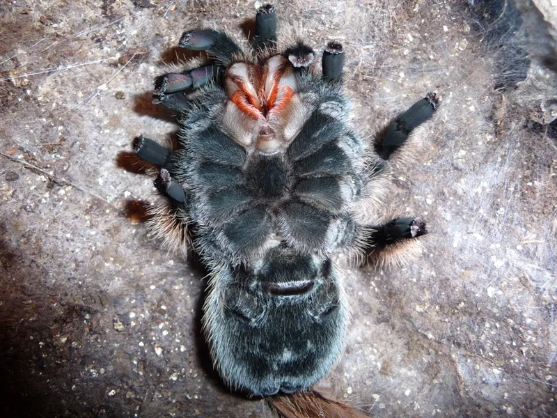 16896 post molt tarantula