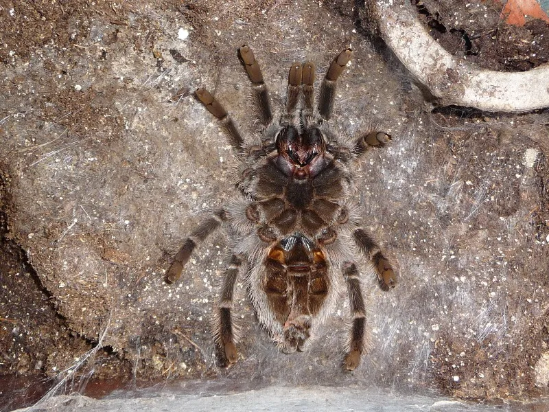 16896 pre molt tarantula