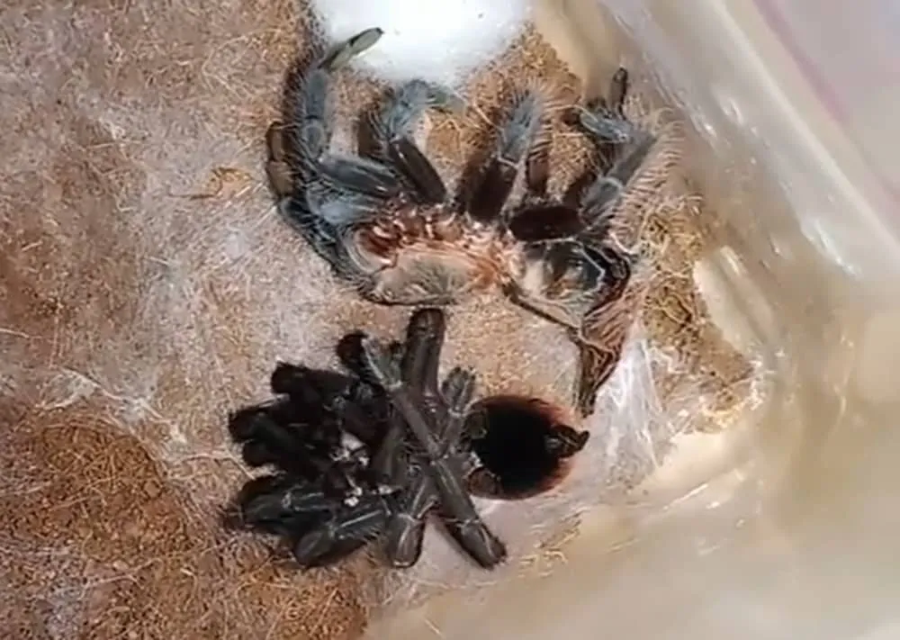 16896 safe tarantula enviroment
