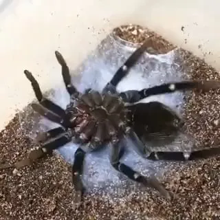 16896 stuck molt tarantula