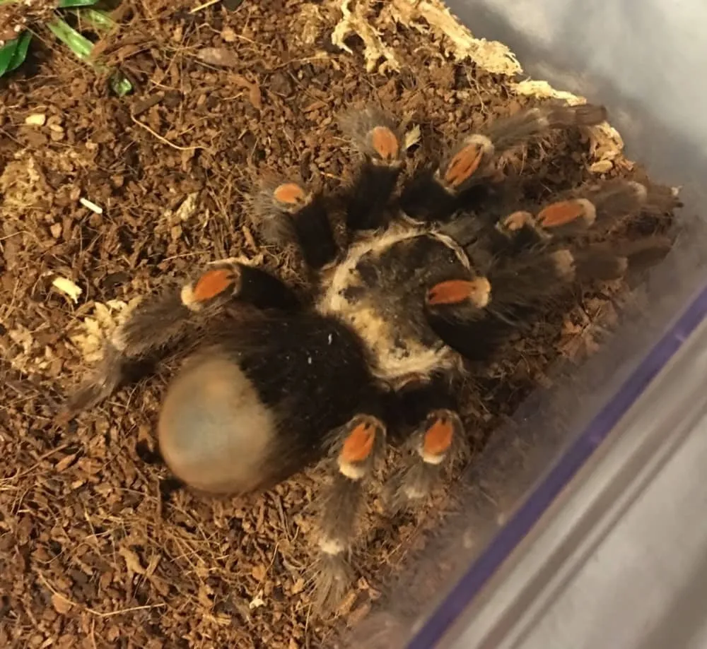 /img/16896-tarantula-disturbances.webp