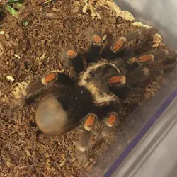 /img/16896-tarantula-disturbances.webp