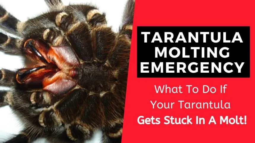 16896 tarantula growth
