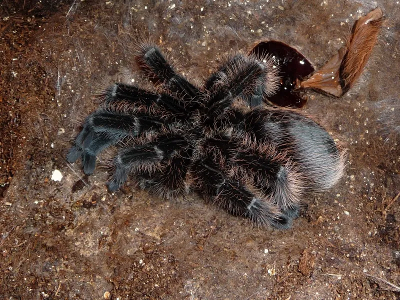 16896 tarantula molting process