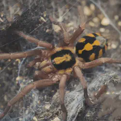 /img/16897-trinidad-pink-tarantula-enclosure.webp
