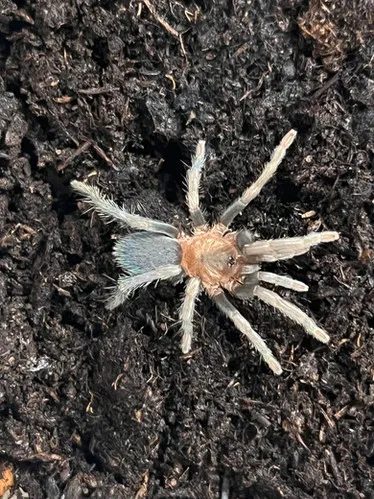 16897 trinidad pink tarantula feeding