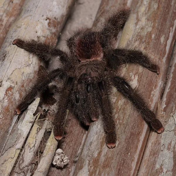 16897 trinidad pink tarantula habitat
