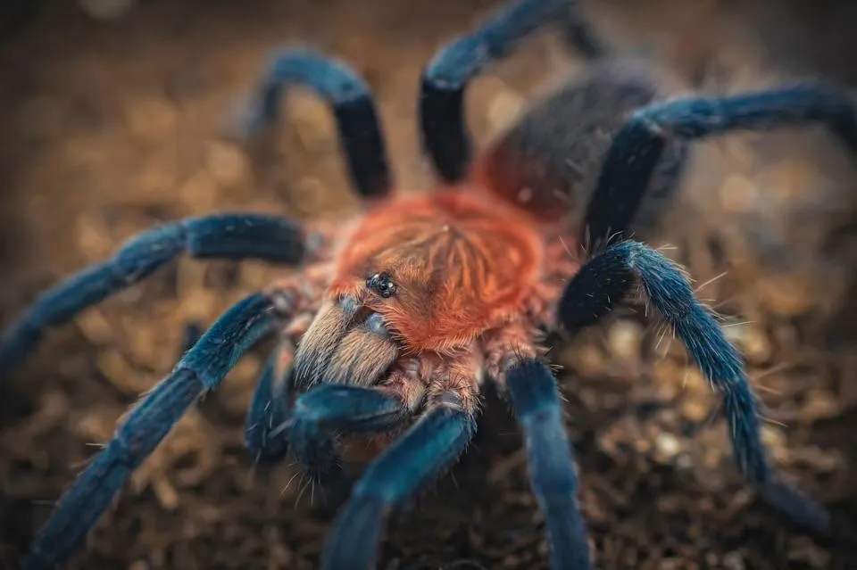 16897 trinidad pink tarantula handling