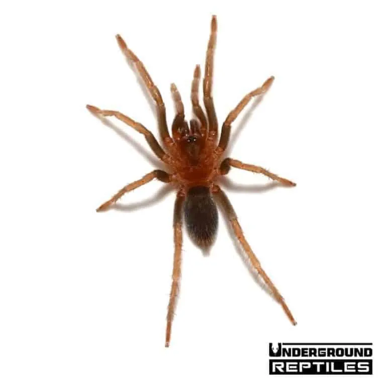 16897 trinidad pink tarantula overview