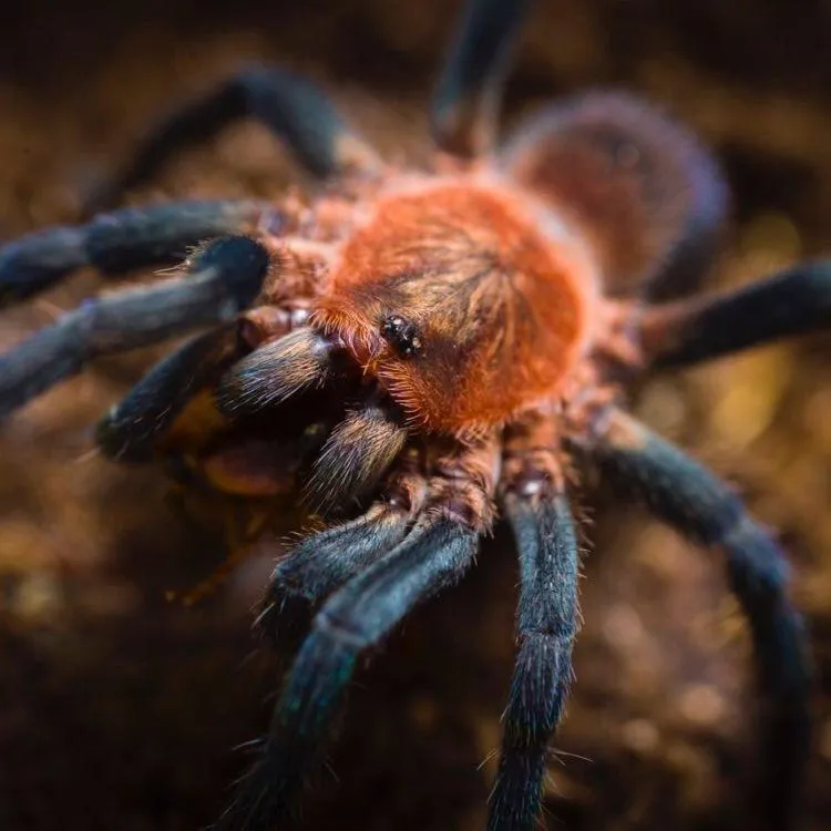 16897 trinidad pink tarantula spiderlings