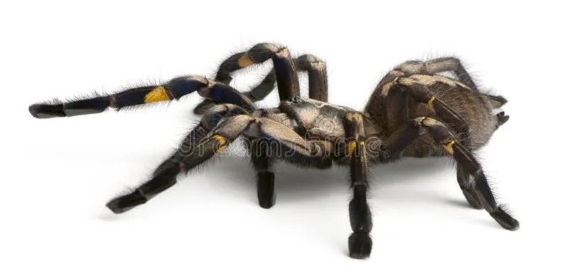 /img/16900-tarantula-cleaning.webp