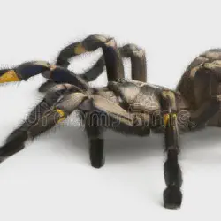 /img/16900-tarantula-cleaning.webp