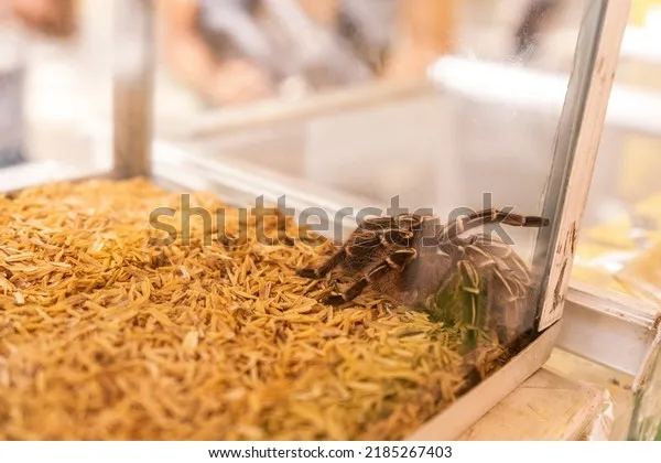 16900 tarantula humidity