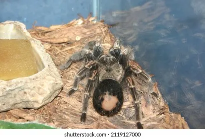 16900 tarantula water