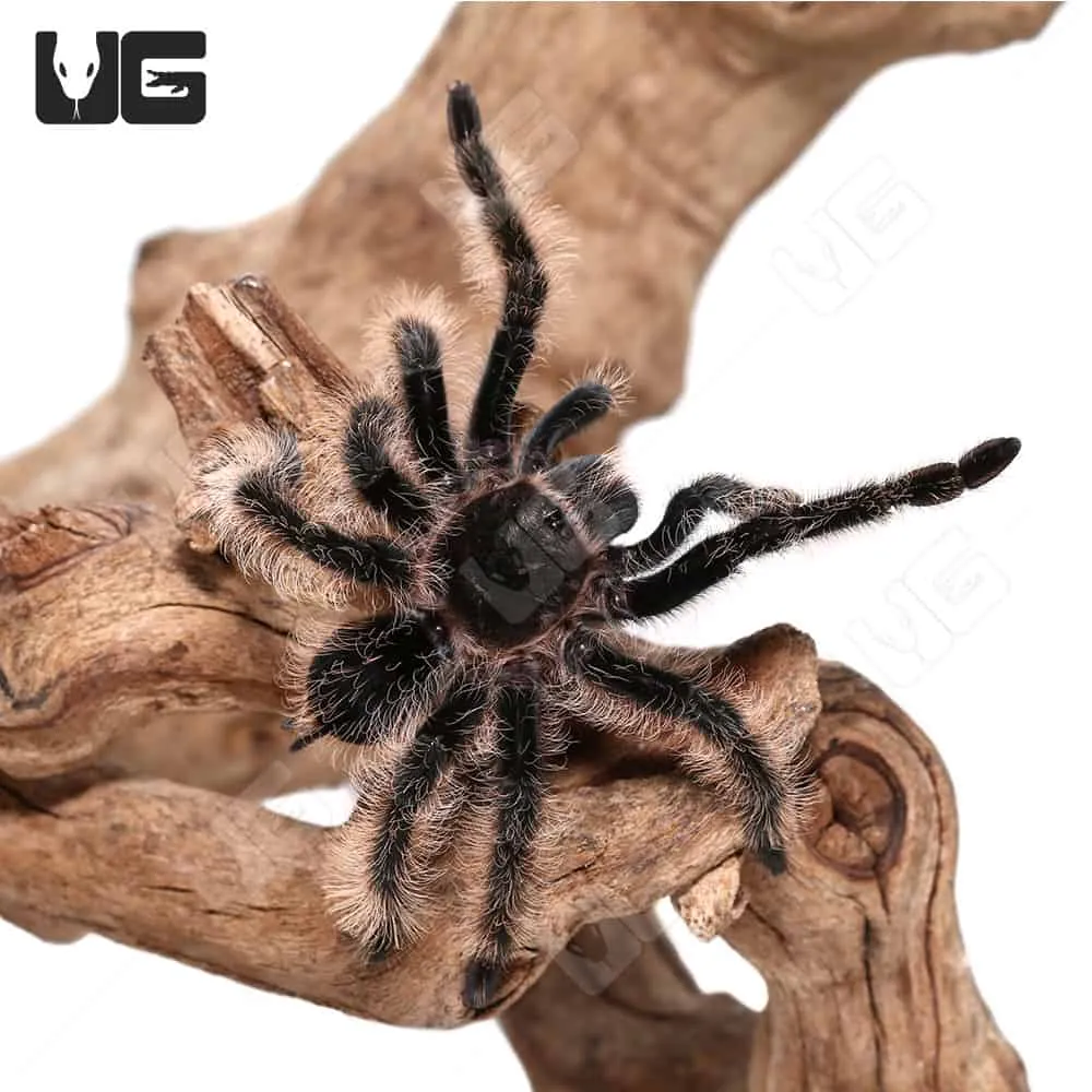 16901 curly hair tarantula enclosure