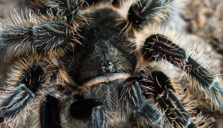 16901 curly hair tarantula feeding