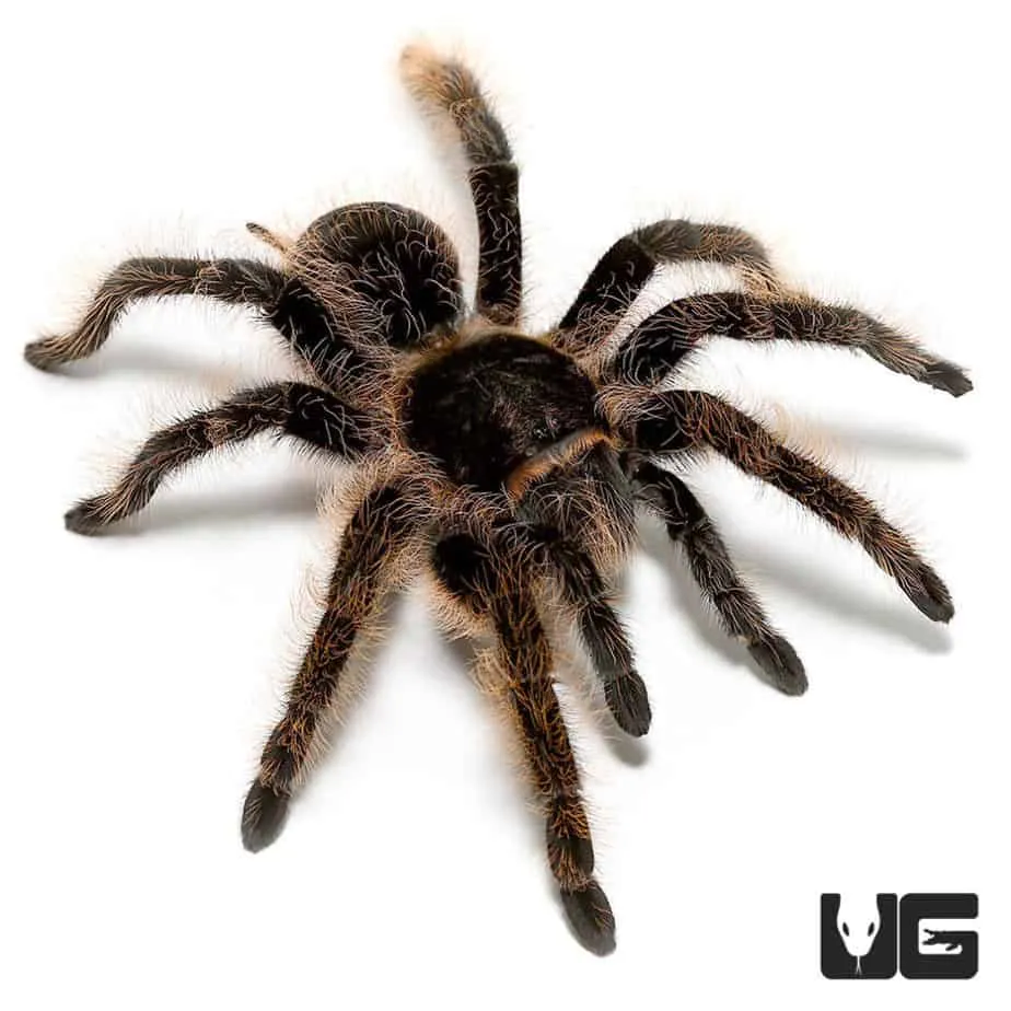 16901 curly hair tarantula habitat