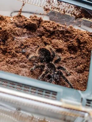 16901 curly hair tarantula molting