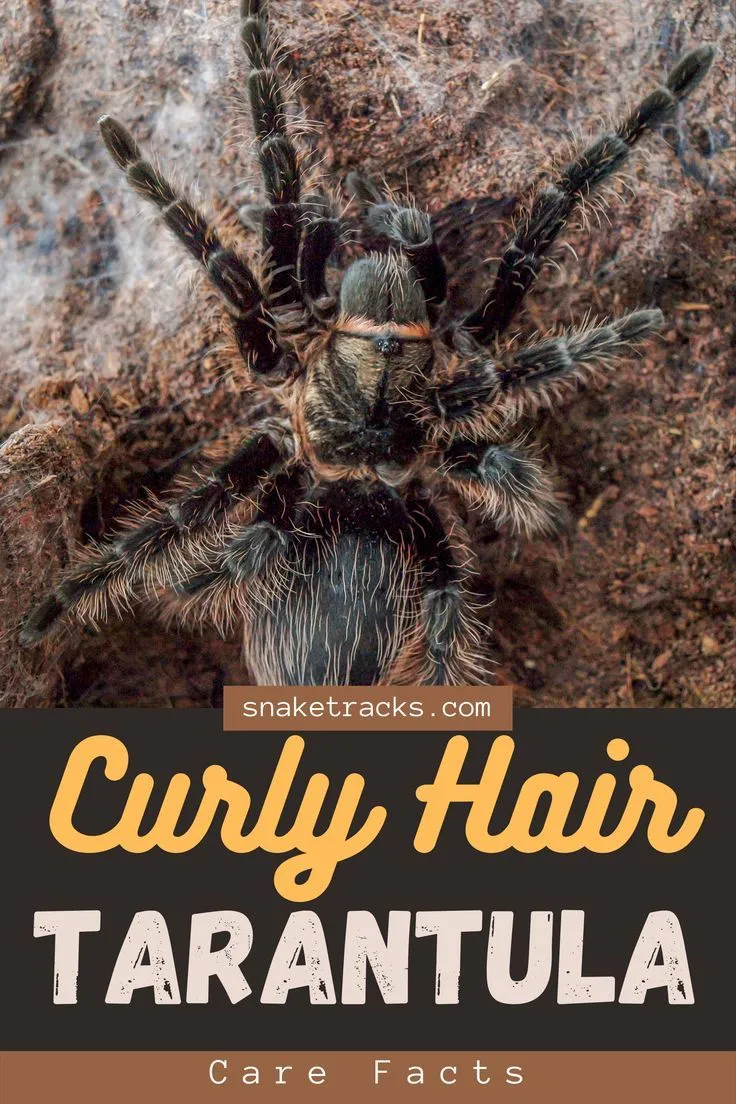 16901 curly hair tarantula substrate
