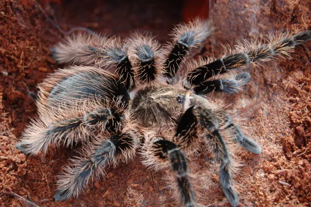 /img/16901-curly-hair-tarantula-water-dish.webp
