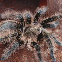 /img/16901-curly-hair-tarantula-water-dish.webp
