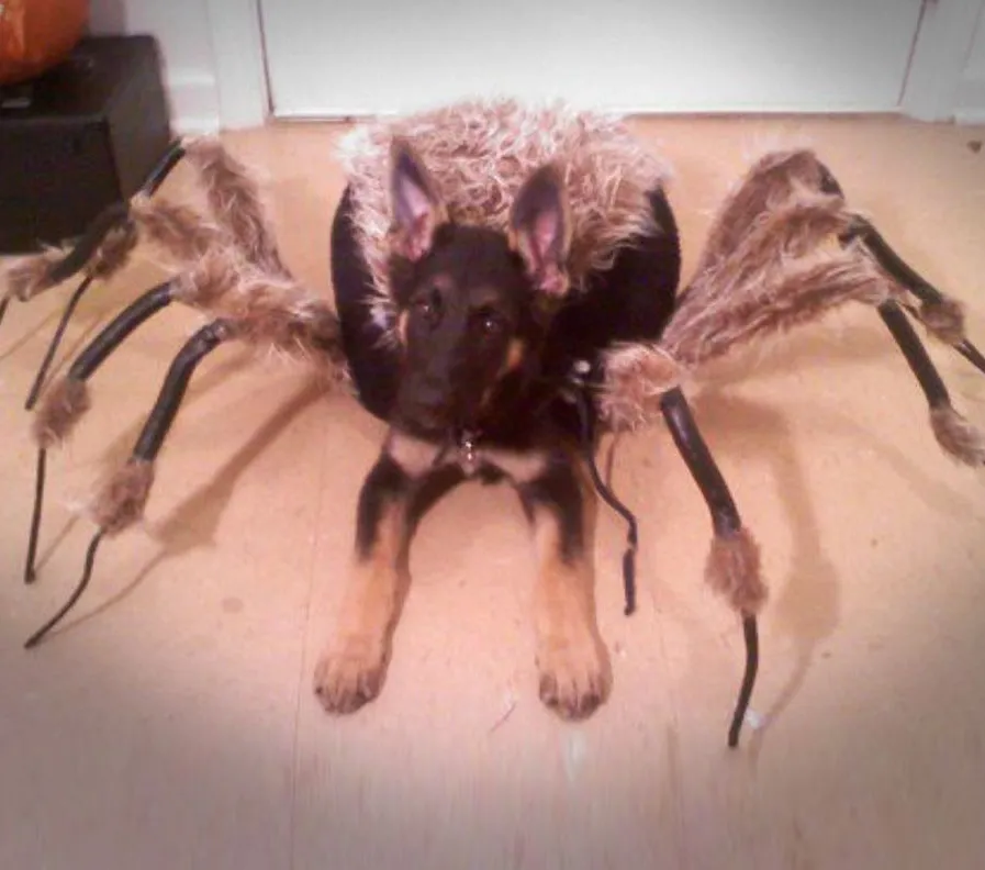 16902 diy tarantula dog costume