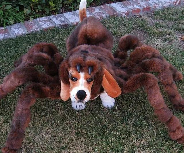 /img/16902-dog-costume-safety.webp